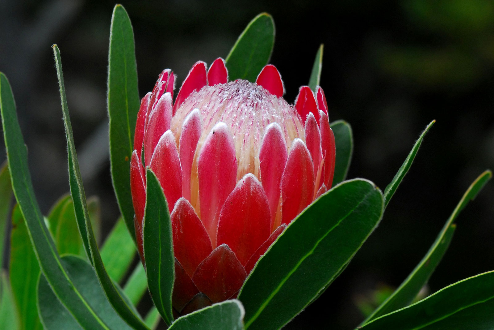 Project Protea